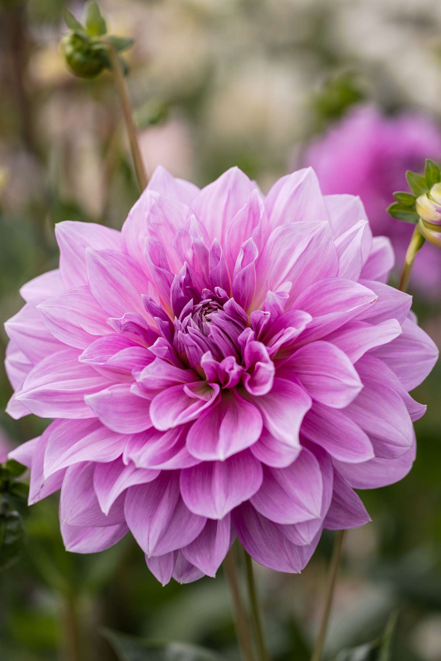 Dahlie 'Lavender Perfection'